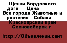 Щенки Бордоского дога.  › Цена ­ 30 000 - Все города Животные и растения » Собаки   . Красноярский край,Сосновоборск г.